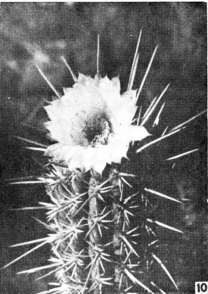 trichocereus